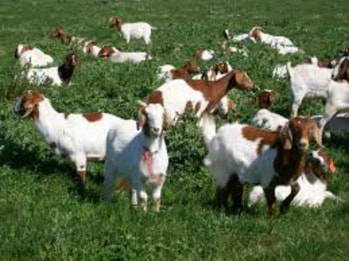 picture of goats grazing and farmed raised we can slaughter halal