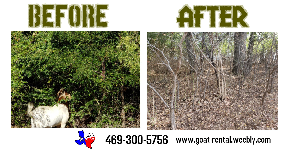 goat rental for land clearing near Texas