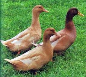 Orpington Duck