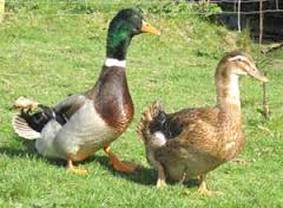 Picture of Rouen duck