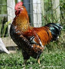 Picture of the best looking rooster, texas