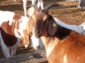 Halal farm raised grass fed goats. Goat farm, goats for sale, 