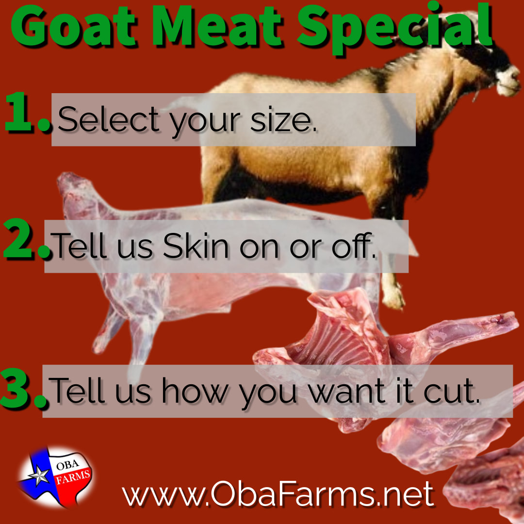 live goat , whole goat, Whole Live Goat for Meat, Related searches Whole live goat for meat price Whole live goat for meat near me Whole live goat for meat for sale Where to buy whole live goat for meat where to buy whole goat meat near me goat meat farms near me whole goat meat for sale full goat meat