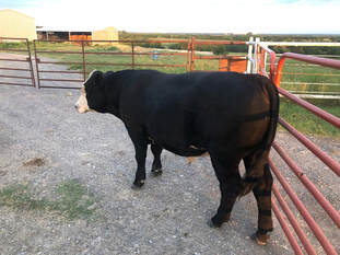 grass fed beef for sale dallas texas, We sell whole cow for slaughter